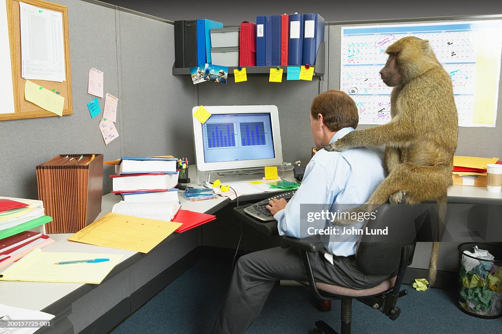 Businessman woking on computer at desk, baboon on back