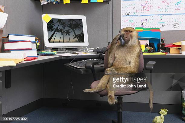 baboon sitting at office desk, holding telephone receiver - monkey stock-fotos und bilder