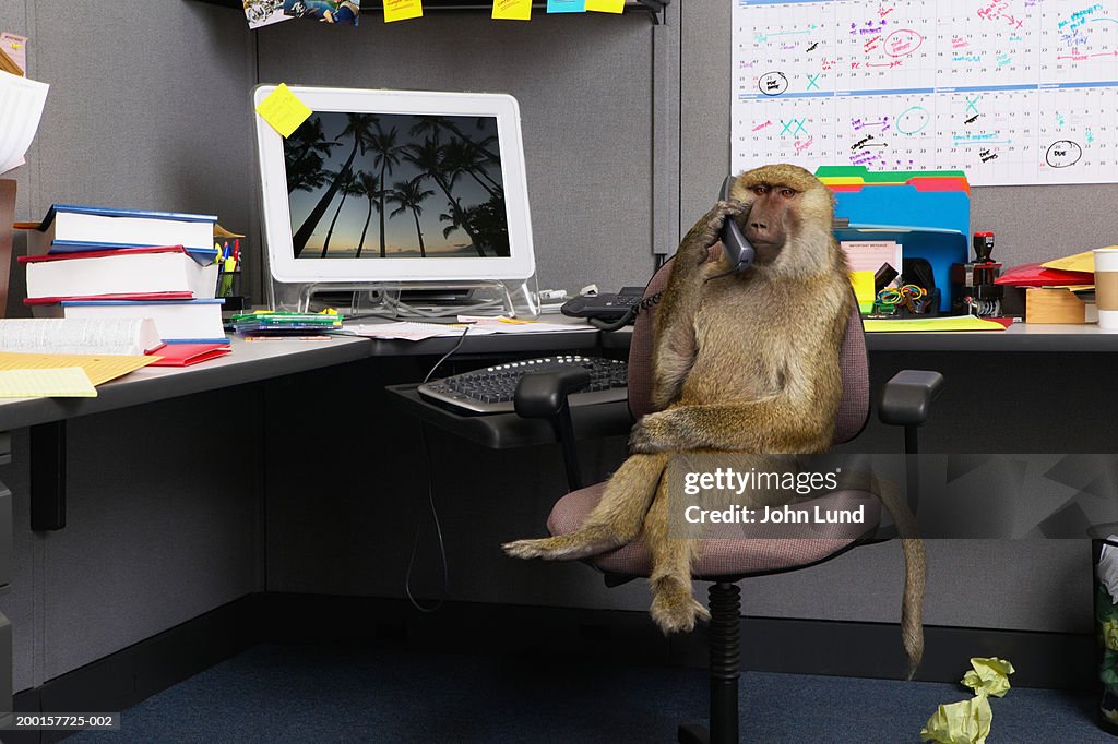 Baboon sitting at office desk, holding telephone receiver