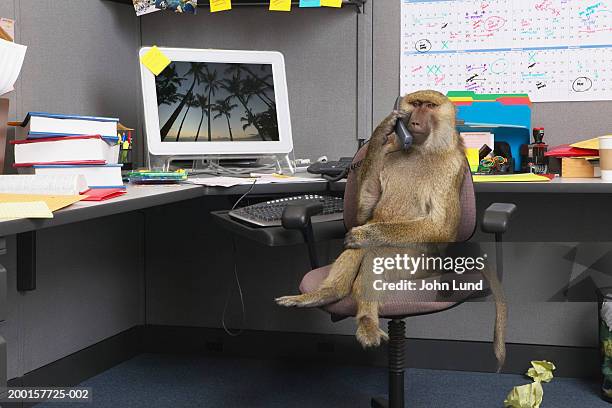 baboon sitting at office desk, holding telephone receiver - funny monkeys stockfoto's en -beelden