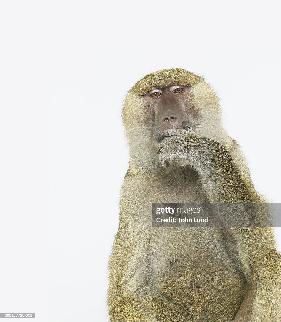 Baboon with hand over mouth, portrait