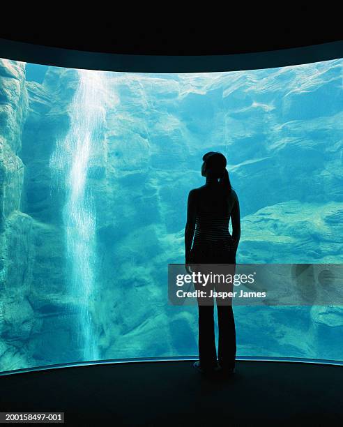 young woman looking in empty aquarium, rear view - woman full body behind stock pictures, royalty-free photos & images