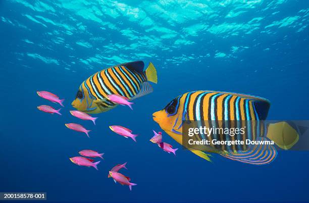 yellowstriped anthias and regal angelfish (digital composite) - angelfish stock pictures, royalty-free photos & images