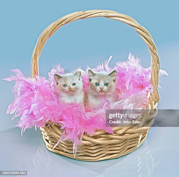 two kittens in basket with pink feathers - pink kittens stock pictures, royalty-free photos & images