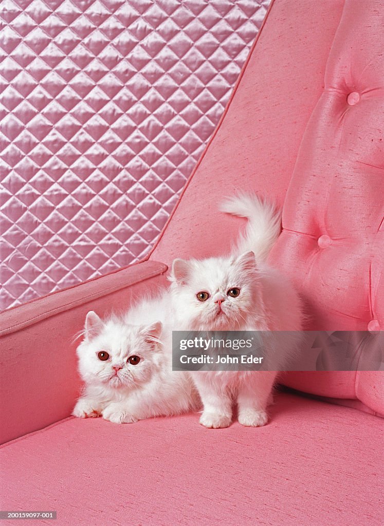 White Persian cats on pink sofa