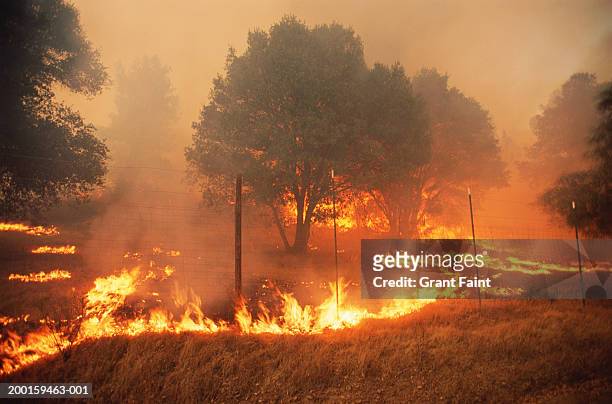 forest fire - california stock-fotos und bilder