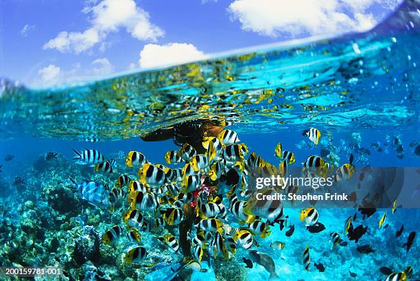 snorkeler watching pacific double-saddled butterflyfish, surface view - butterflyfish stock pictures, royalty-free photos & images