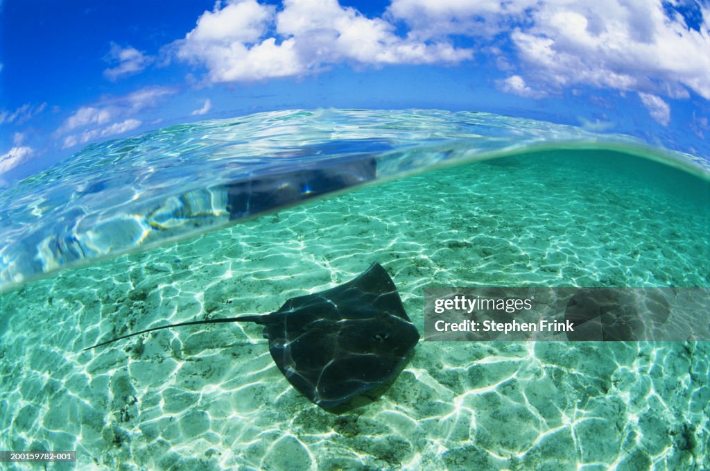 Pink whipray (Himantura fai) in tropical water, surface view