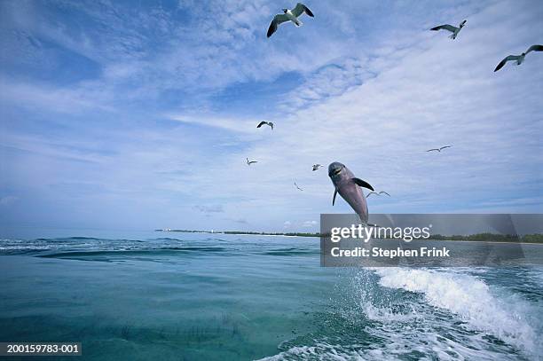 bottle-nosed dolphin (tursiops truncatus) leaping out of water - freeport bahamas stock pictures, royalty-free photos & images