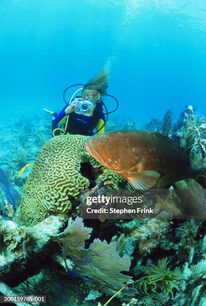 female scuba diver photographing sea life, underwater view - key largo ストックフォトと画像