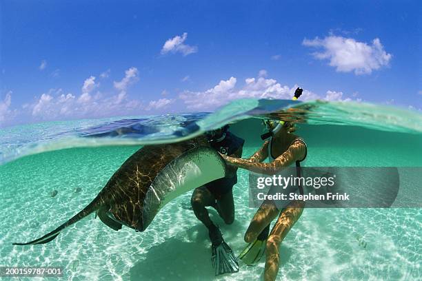 two snorkelers touching southern stingray, surface view - stingray fotografías e imágenes de stock