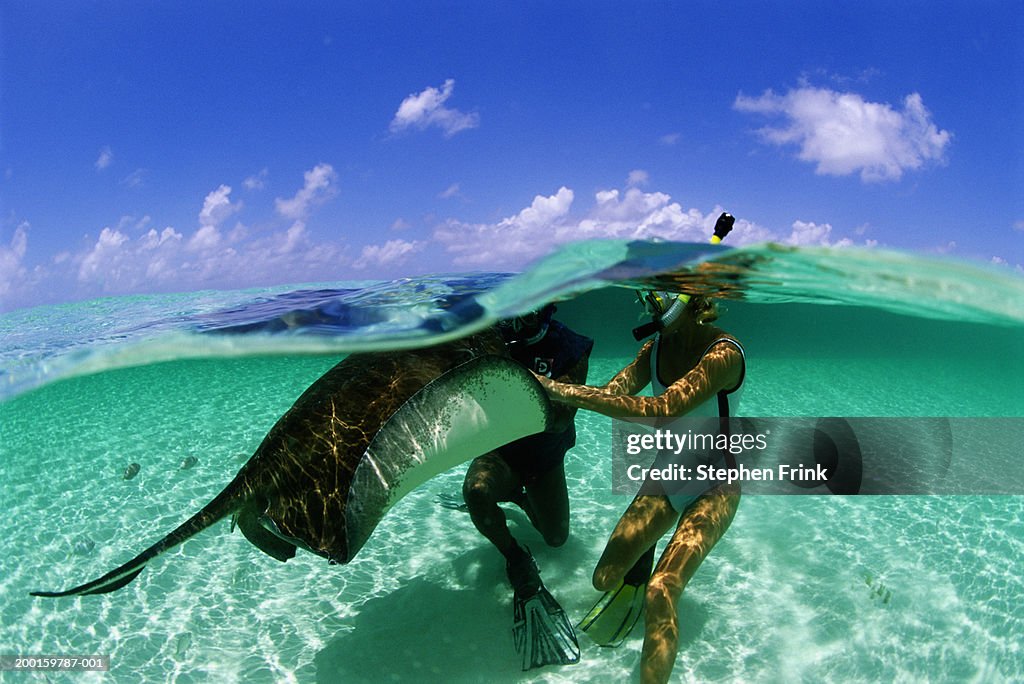 Two snorkelers touching southern stingray, surface view