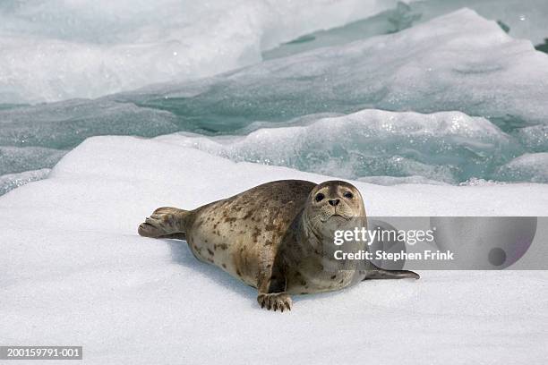 usa, alaska, tracy arm, harbor seal (phoca vitulina) on glacier - foca común fotografías e imágenes de stock