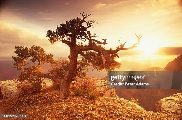 usa, arizona, tree by grand canyon at sunset - travel11 stock pictures, royalty-free photos & images