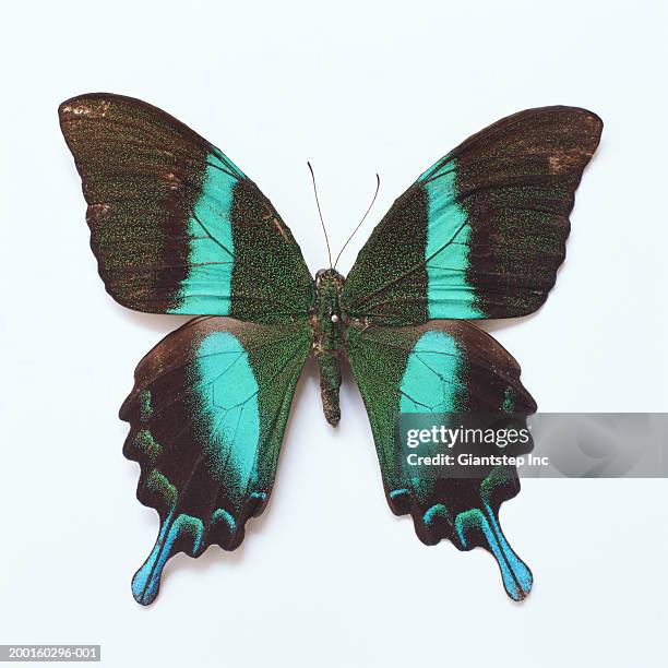 emerald swallowtail butterfly (papilio plumei), overhead view - papilio palinurus stock pictures, royalty-free photos & images