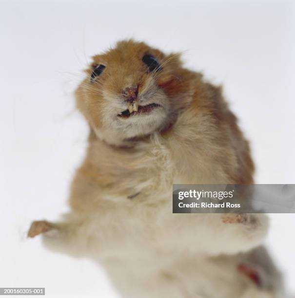 stuffed gerbil, close-up - taxidermy stock pictures, royalty-free photos & images