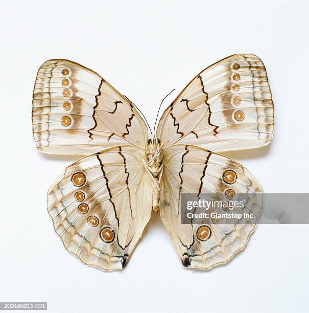 brown butterfly, overhead view - papillon de nuit photos et images de collection