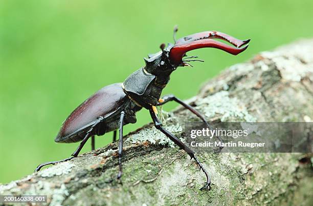 stag beetle (lucanus cervus), close-up - abadejo imagens e fotografias de stock