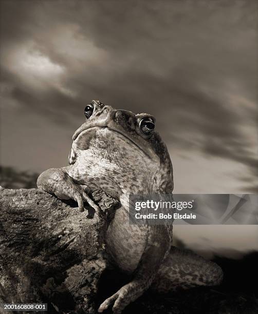 cane toad (bufo marinus), close-up (digital composite) - cane toad fotografías e imágenes de stock