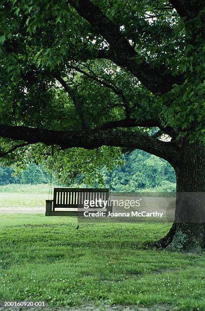 wooden swing hanging from tree - wooden bench stock pictures, royalty-free photos & images