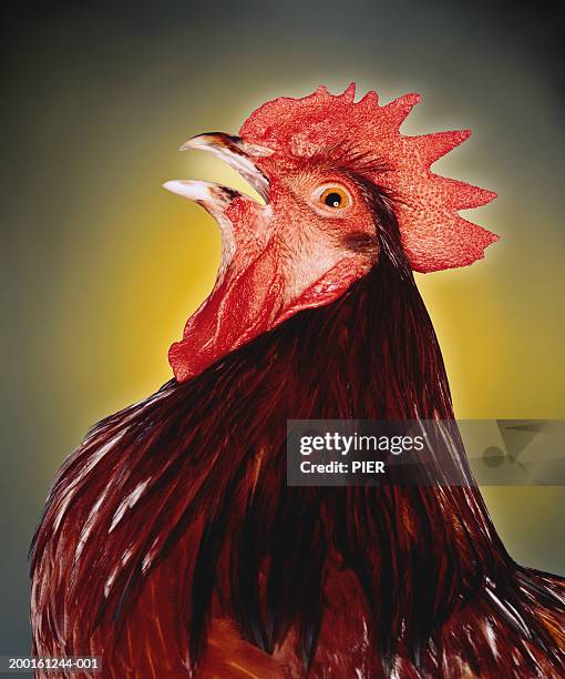 red sussex cockerel, close-up - roosters stock-fotos und bilder