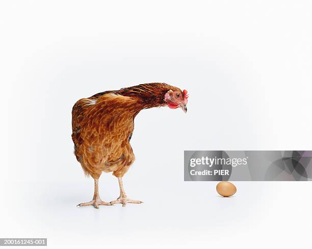 red sussex hen looking at egg - chicken on white stockfoto's en -beelden