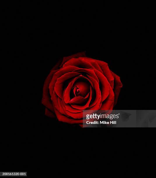 red rose against black background, close-up - rosa singola foto e immagini stock