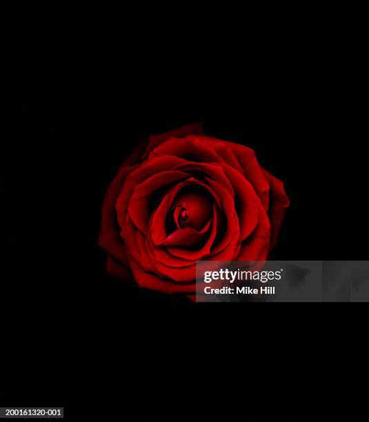 red rose against black background, close-up - single rose stock pictures, royalty-free photos & images