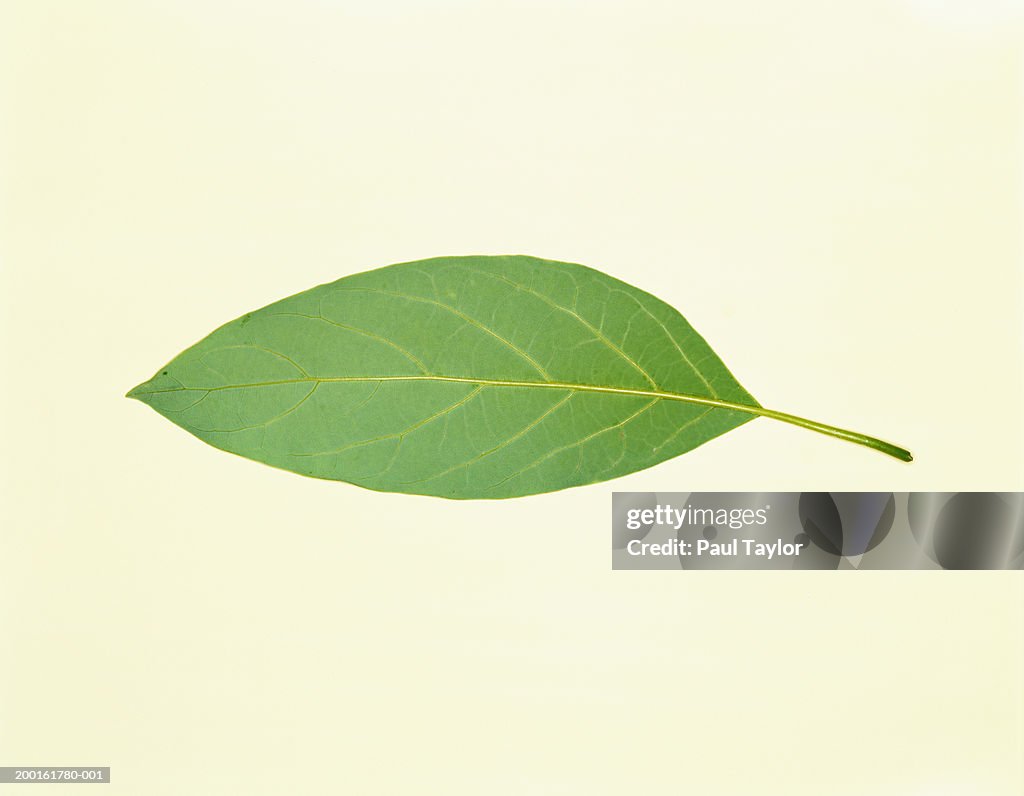 Green leaf, overhead view