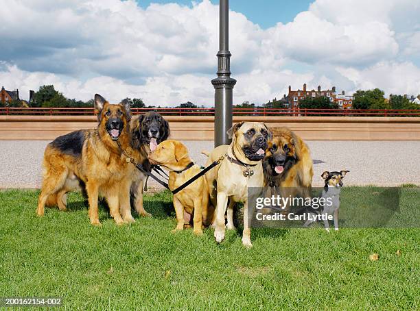 group of dogs tethered to lamp post - street light post stock pictures, royalty-free photos & images