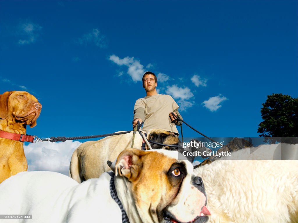 Young man walking group of dogs on leads, low angle view