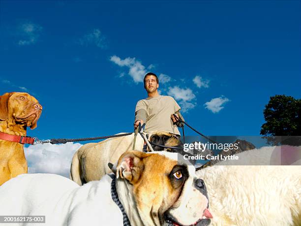 young man walking group of dogs on leads, low angle view - group of animals stock pictures, royalty-free photos & images