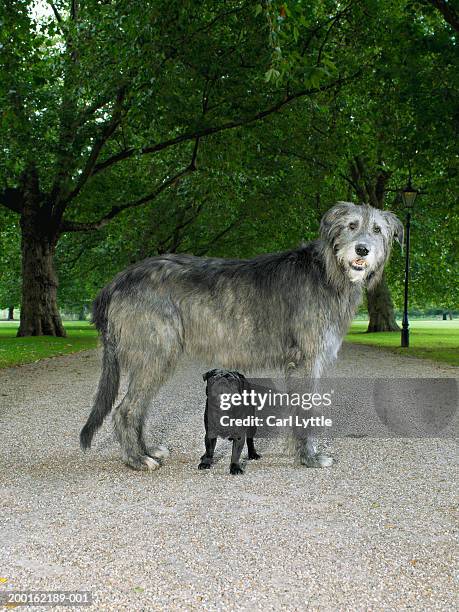 pug standing under irish wolfhound in park - irischer wolfshund stock-fotos und bilder