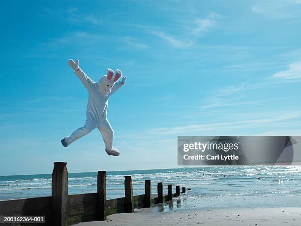 man dressed in rabbit suit leaping over groyne on beach - rabbit beach - fotografias e filmes do acervo