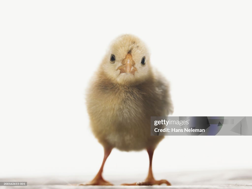 Newly hatched chick