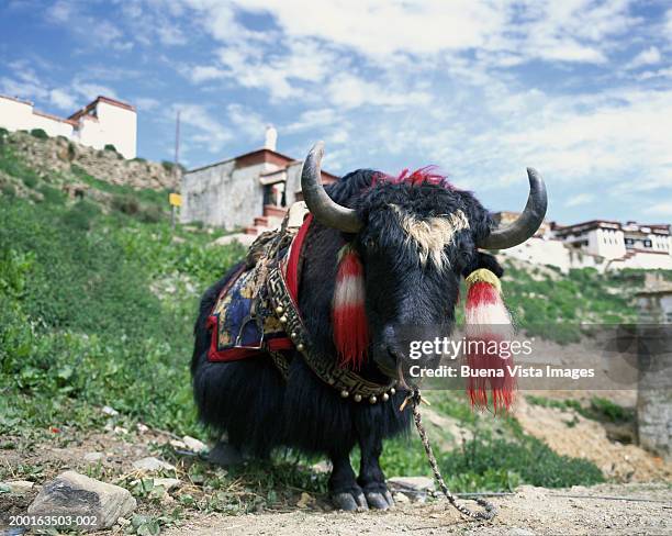 people's republic of china, tibet, yak - travel12 stock pictures, royalty-free photos & images