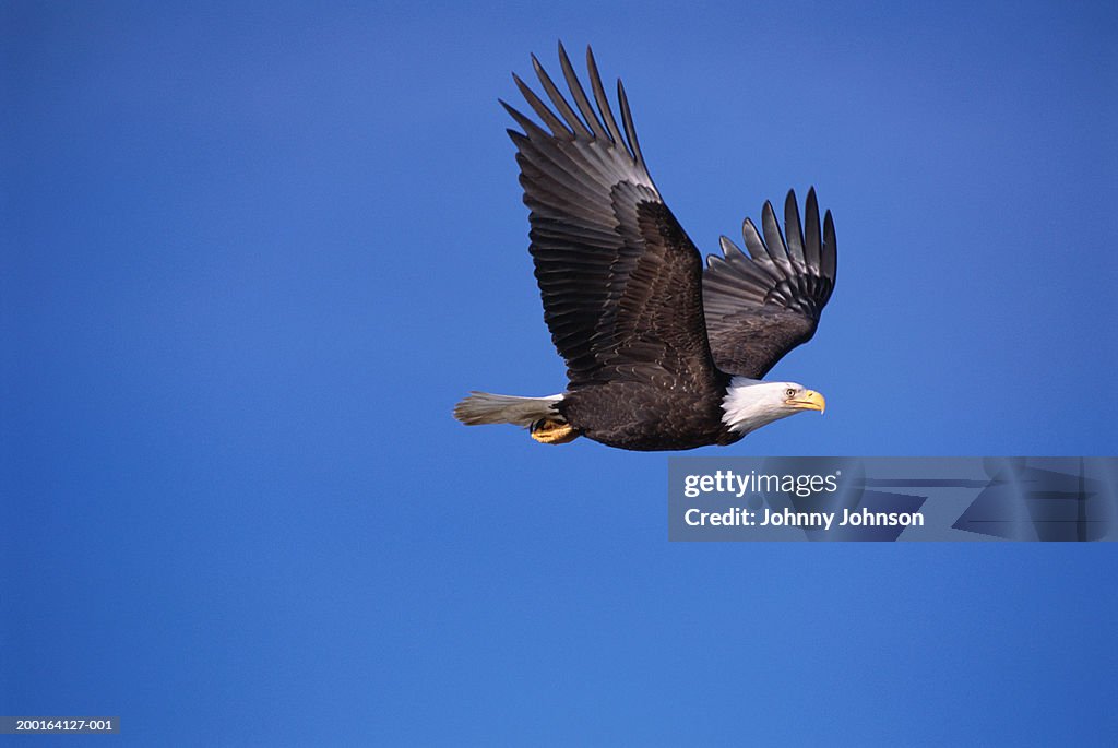 Bald eagle (Haliaeetus leucocephalus) in flight, side view