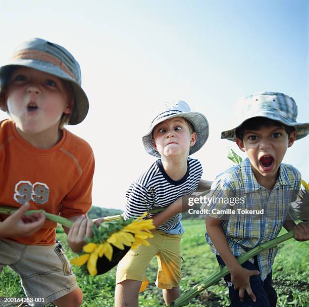 three boys (4-9) playing with large sunflower in field - kind frech stock-fotos und bilder