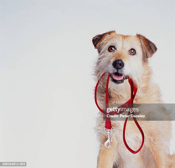 mongrel with lead in mouth - hundeleine stock-fotos und bilder