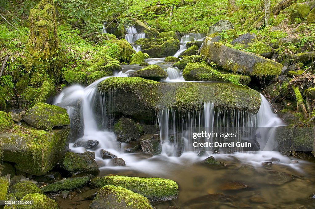 Stream surrounded by lush foliage (long exposure)