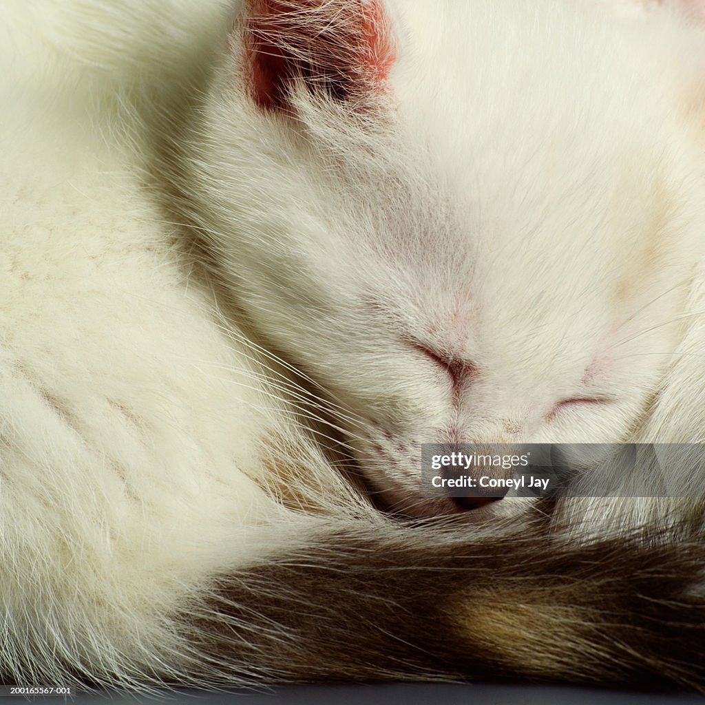 Curled up sleeping kitten, close-up