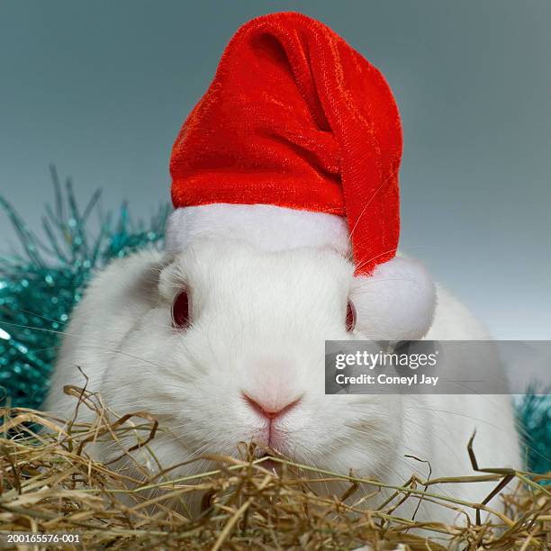 white rabbit wearing father christmas hat, close-up - white rabbit ストックフォトと画像