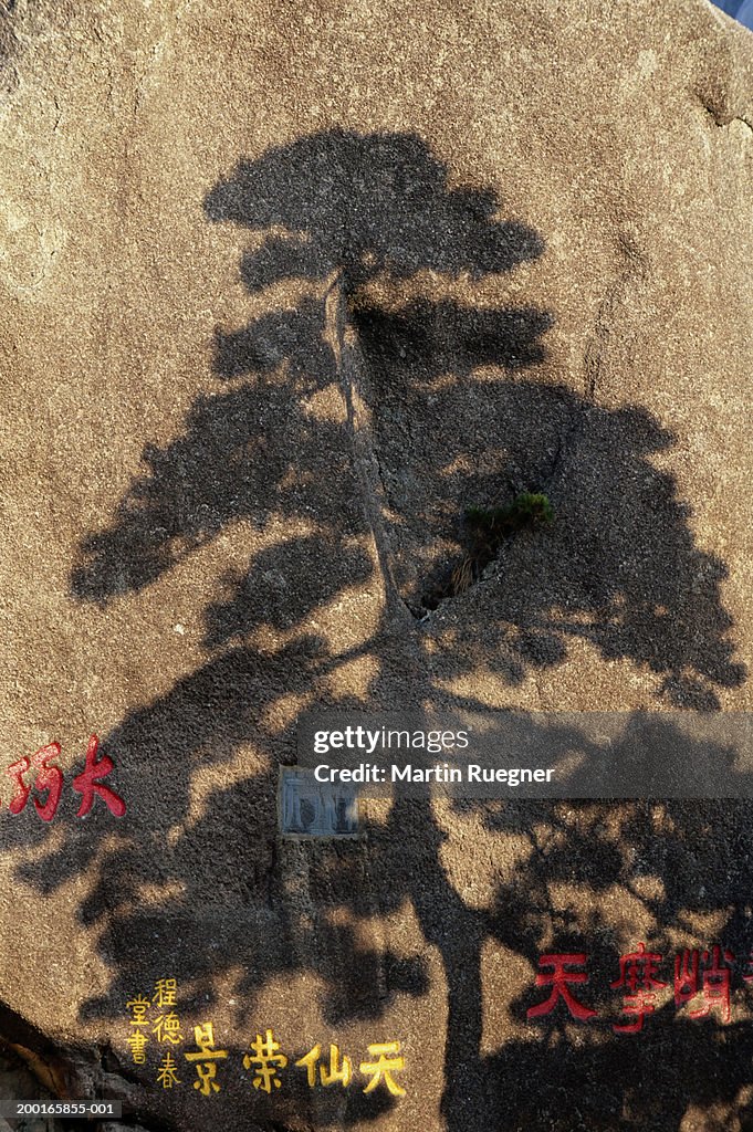 Chinese writing on ground by shadow from pine tree