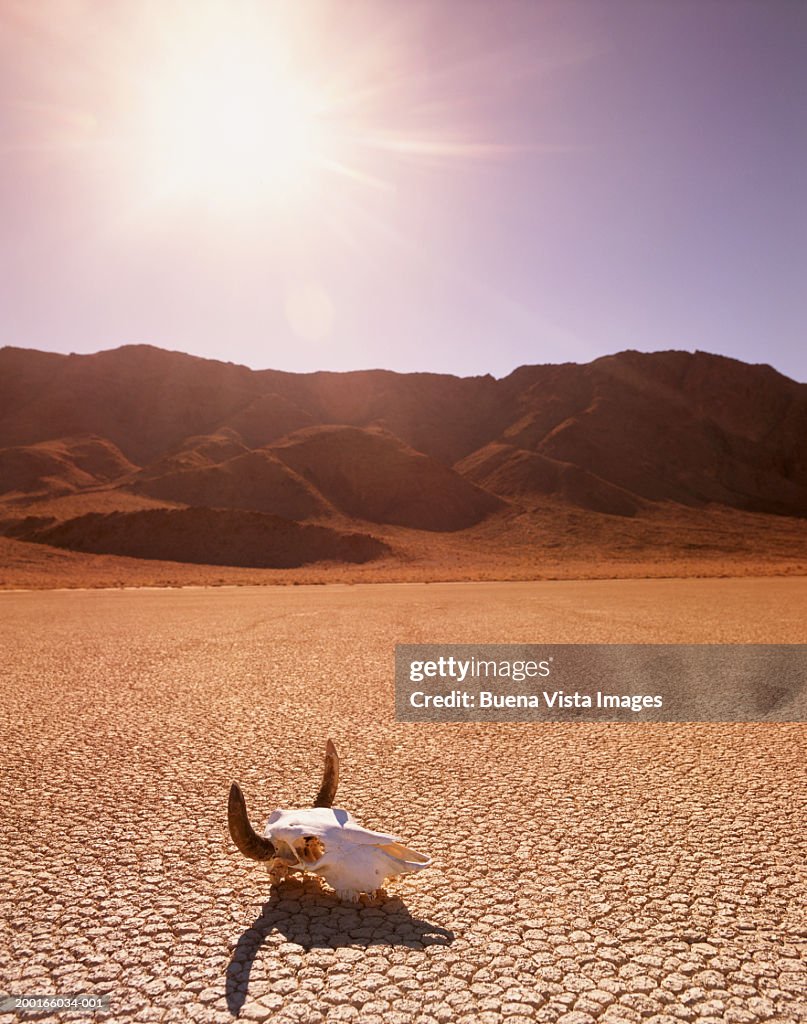 USA, California, Death Valley, cattle skull on the Racetrack Playa