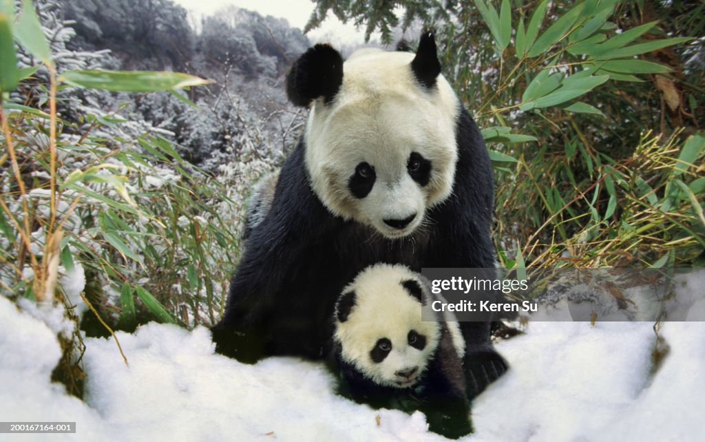 Mother panda and cub (Ailuropodinae melonoleuca), winter