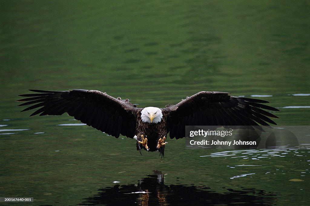 Bald eagle (Haliaeetus Leucocephalus) fishing