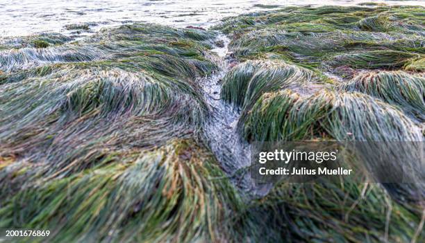 tide pools in santa cruz during king tide - cruz stock pictures, royalty-free photos & images