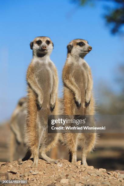 meerkats (suricata suricatta) standing on hind legs - kalahari desert stockfoto's en -beelden