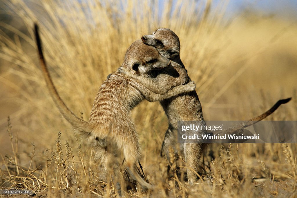 Meerkats (Suricata suricatta) playing