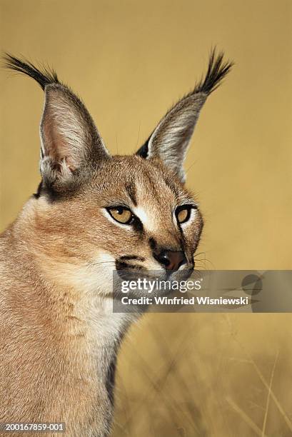african lynx (caracal caracal) close-up - caracal stock pictures, royalty-free photos & images